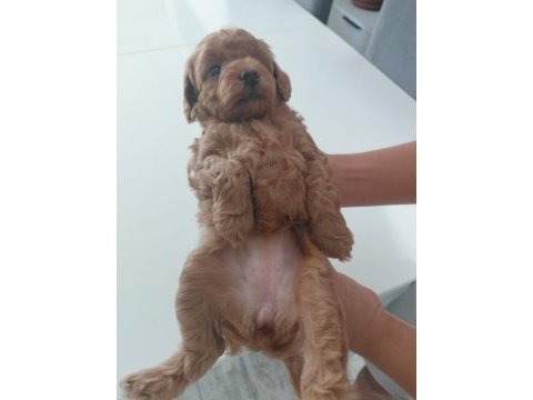 Sağlıklı dişi poodle yavrular 45 günlük kuşadası
