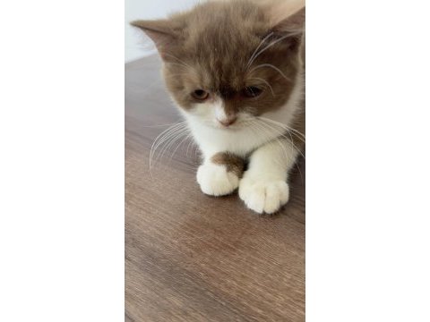 British shorthair yavrumuz