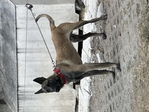 Belçika malinois köpeği