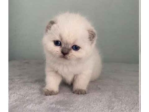 Aaa kalite sıfır kulak scottish fold prensesim