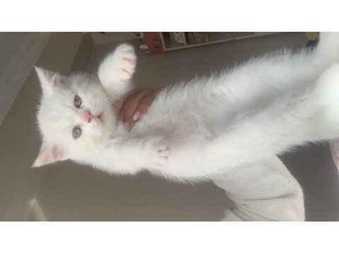 3 erkek british shorthair yavru