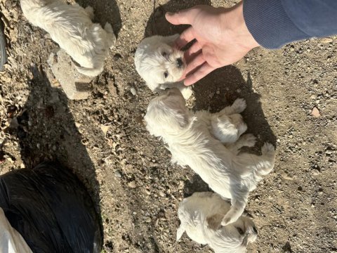 Maltese terrier sıfır boy