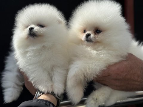 Pemıde köpek çiftliğinden teddy pomeranian 