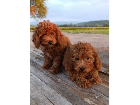 Toy poodle yavrularımız