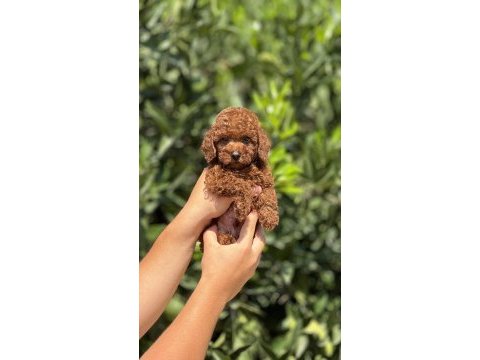 Mersin toy poodle yavrularımız