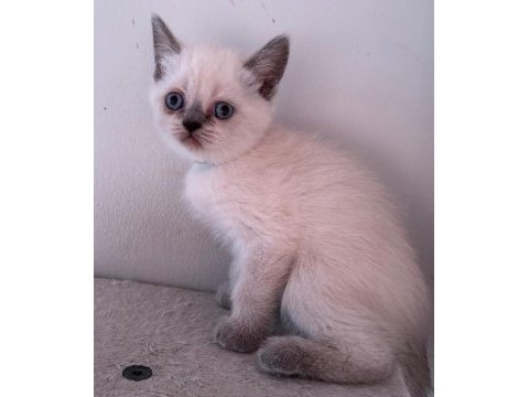 Teslime hazır uygun british shorthair bebekler