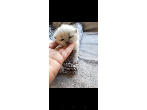 Son iki erkek yavru scottish fold