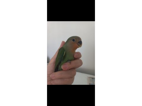 Full evcil ele alışık sevda papağanı yavrusu
