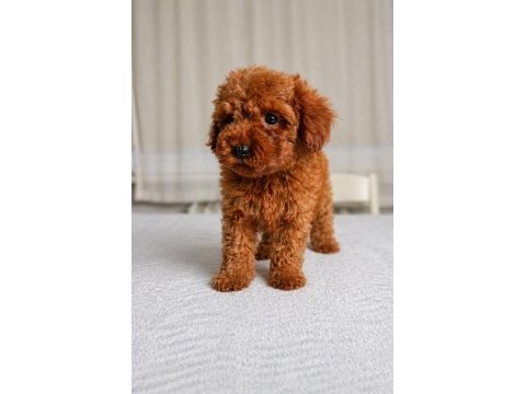 Sağlık garantili dişi red brown toy poodle