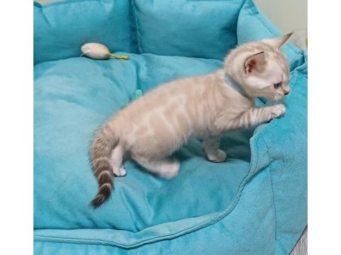 Snow bengal erkek yavru
