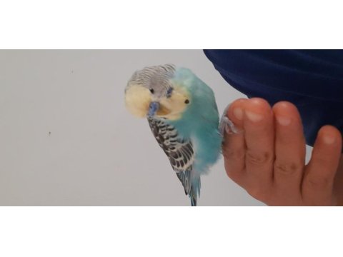 Konuşan ele alışkın muhabbet kuşu ve kafesi