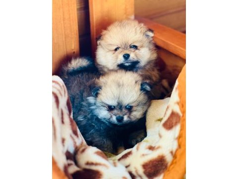 Pomeranian boo teslime hazır