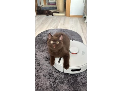 British shorthair çikolata erkek bebek