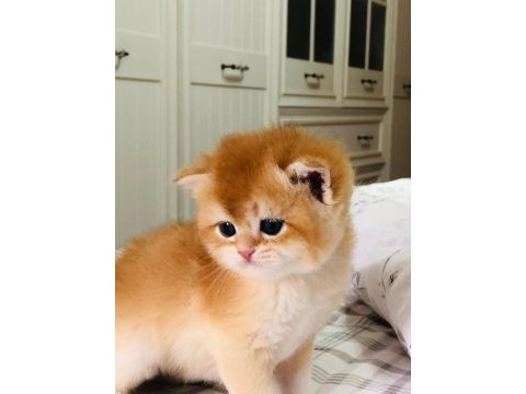 A kalite british shorthair golden yavrular