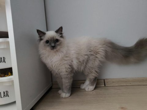 Ragdoll bebiş