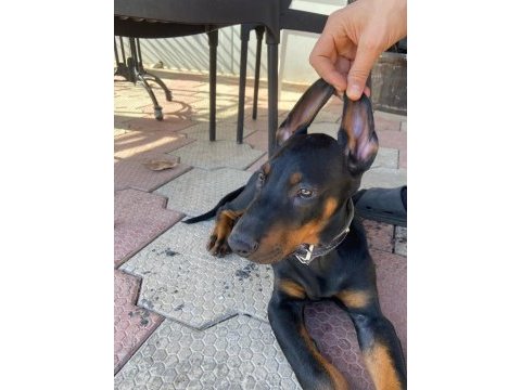 Safkan orjinal doberman a kalite