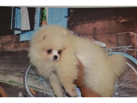 Pomeranian boo antalya dişi