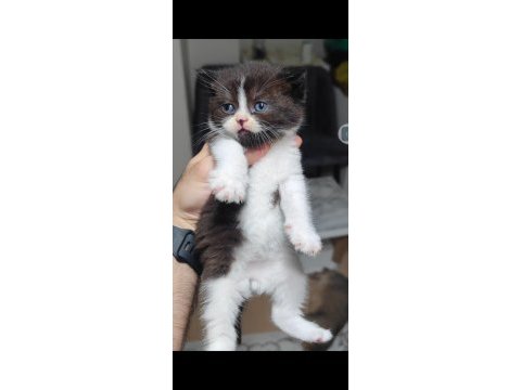 British shorthair kedisi