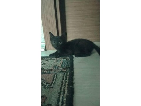 3 aylık dişi sağlıklı bombay kedisi kadriye