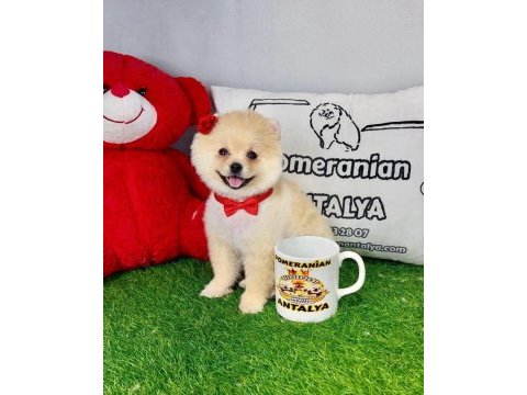 Antalya orjinal her renk pomeranian yavrular
