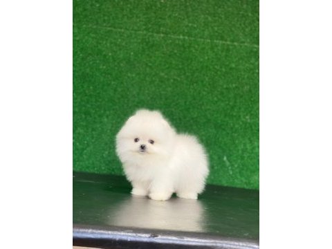 Pomeranian boo köpekleri