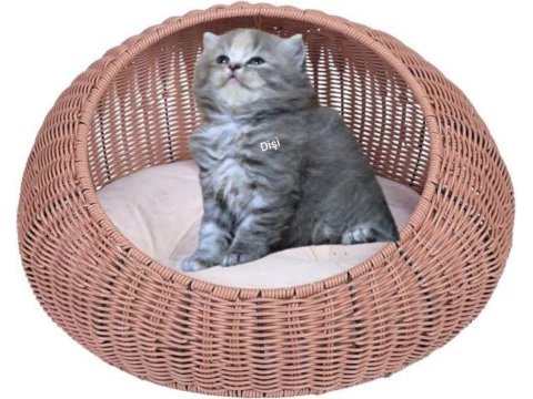 Scottish fold yavrumuza yuva