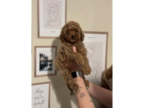 Irk ve sağlık garantili orjinal toy poodle