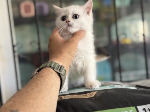 Ankaranın en seçkin british shorthair yavruları