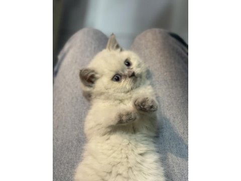 Veteriner hekim kontrollü british shorthair