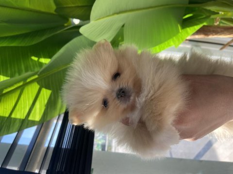 3 aylık dişi ve erkek pomeranian