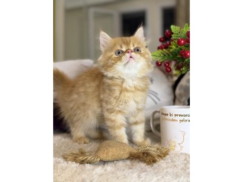 Safkan iran persian