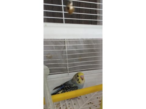 Bakımlı yavru erkek muhabbet kuşu