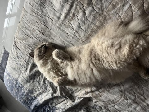 7 aylık yavru british shorthair