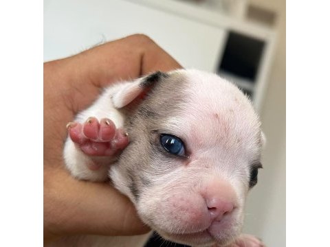 A kalite french bulldog 8 yavru 1 aylık