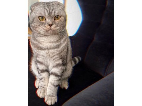 Erkek scottish fold silver 5 yaşında