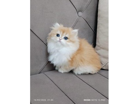 A kalite british longhair yavrular