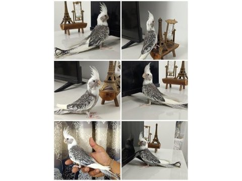 65 günlük yavru ev üretimi wf pearl ele alışkın sultan