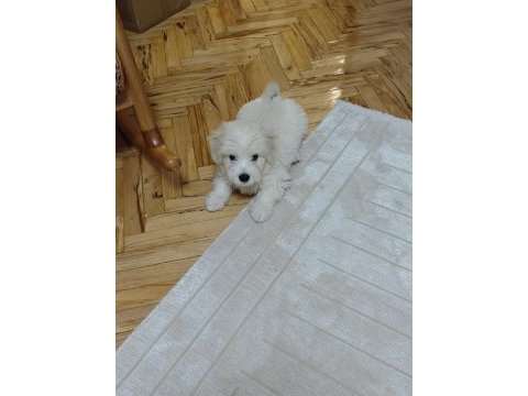 4 aylık evcil maltipoo