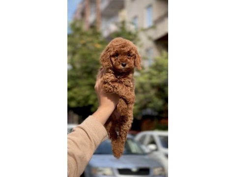 Sakarya poodle köpeği