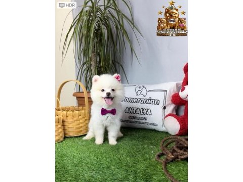 Antalya orjinal pomeranian yavrular