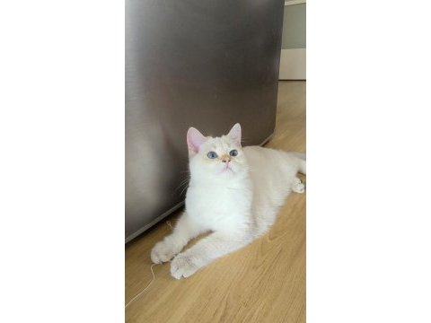 5 british shorthair golden point erkek