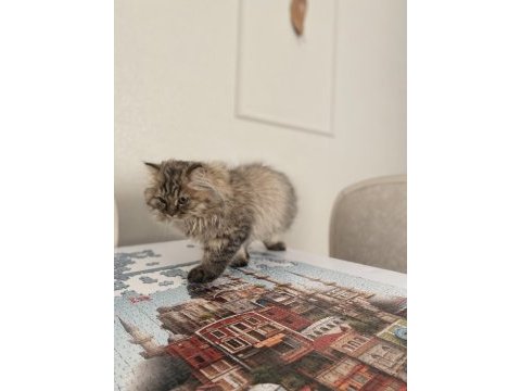 British longhair
