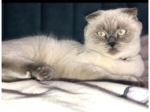 Güzeller güzeli şila british longhair