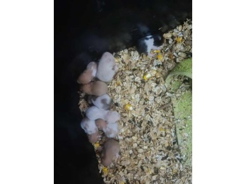 Suriye hamster sevimli yavrular