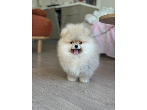 Gülen yüz dişi pomeranian boo teddy face