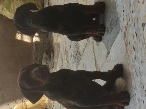 Anne baba a scr doberman