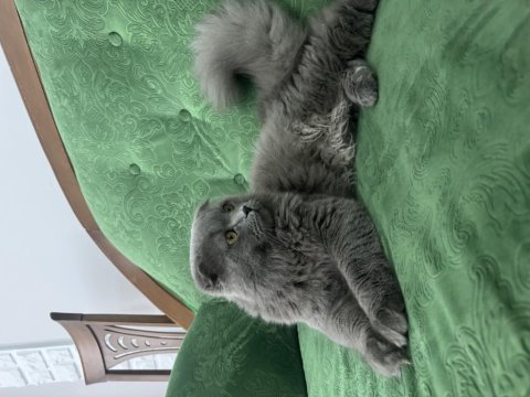 Scottish fold longhair