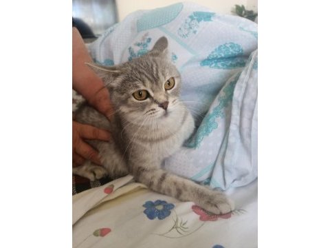 Ücretsiz british shorthair