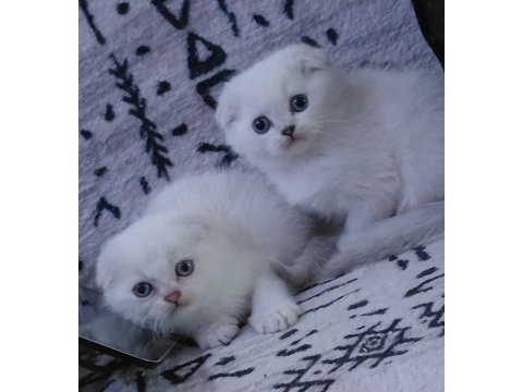 Şampiyon atalardan scottish fold yavrular