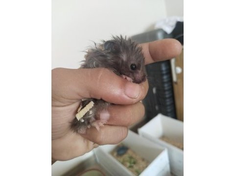 Yavru hamster duman ve karamel renkler